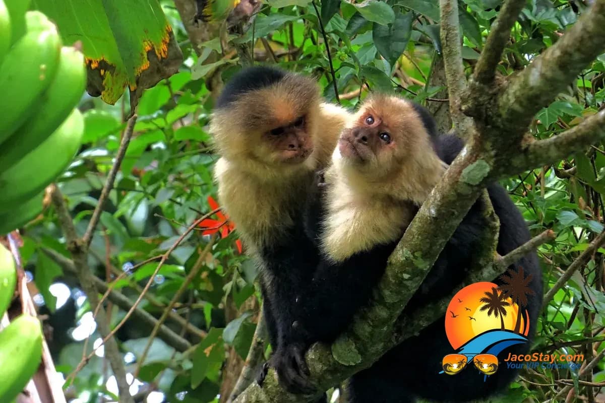 Monkey spotted on a peaceful mangrove boat tour near Jaco, Costa Rica