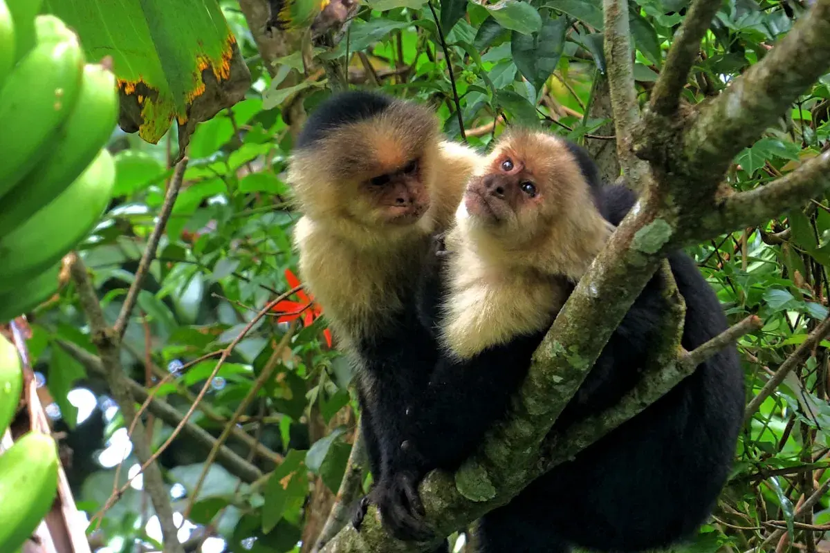 Wildlife tour - white-faced capuchin monkey in Costa Rica rainforest