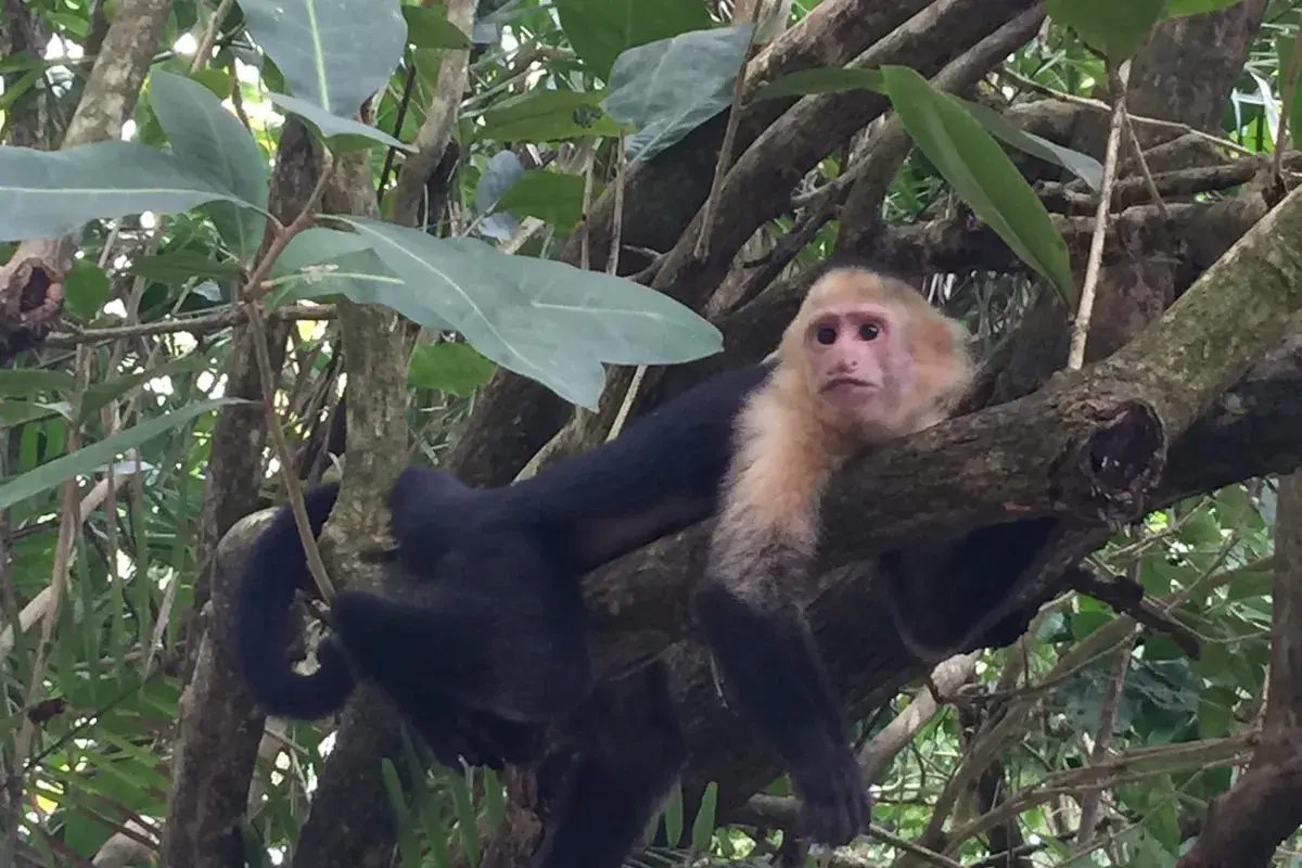 Wildlife spotted near Carara National Park