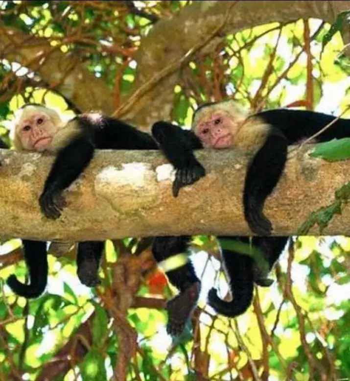 White-faced capuchin monkey resting on a tree branch in the tropical forest
